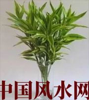 贵阳十二生肖养什么植物最旺财运？你知道吗！